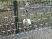 殿さんの丹頂鶴自然公園の投稿写真1