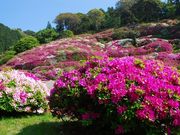りりぃさんの三隅公園のつつじの投稿写真1