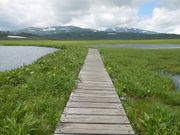 ハシルニャンコさんの雨竜沼湿原の投稿写真1