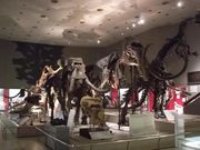 雷雷クーンさんの大阪市立自然史博物館の投稿写真1