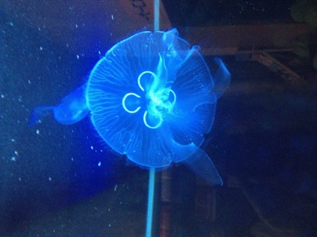竹島水族館