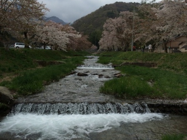 観音寺川の桜