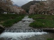 しゅうじさんの観音寺川の桜の投稿写真1