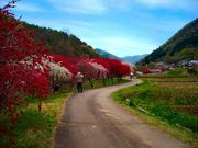 きのこさんの余里(より)の一里花桃の投稿写真1