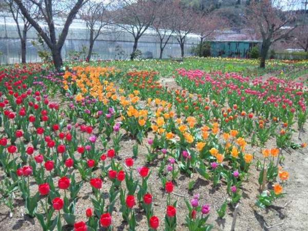 白河フラワーワールド