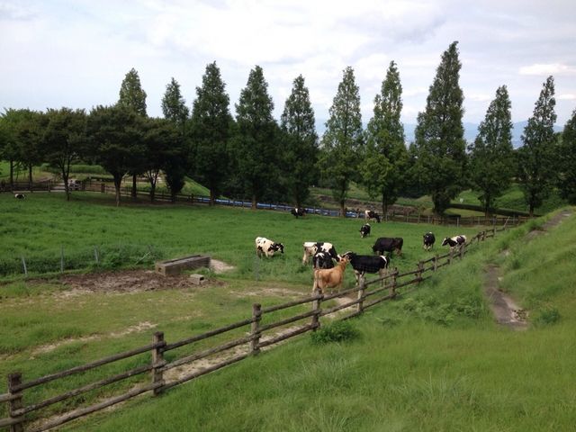 もーもーらんど油山牧場