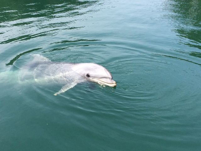 こんなイルカが近くで見れます。_下田海中水族館