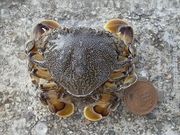 ダーラナホースさんの恋路海岸の投稿写真1