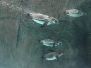 なこさんの熊本市動植物園の投稿写真2