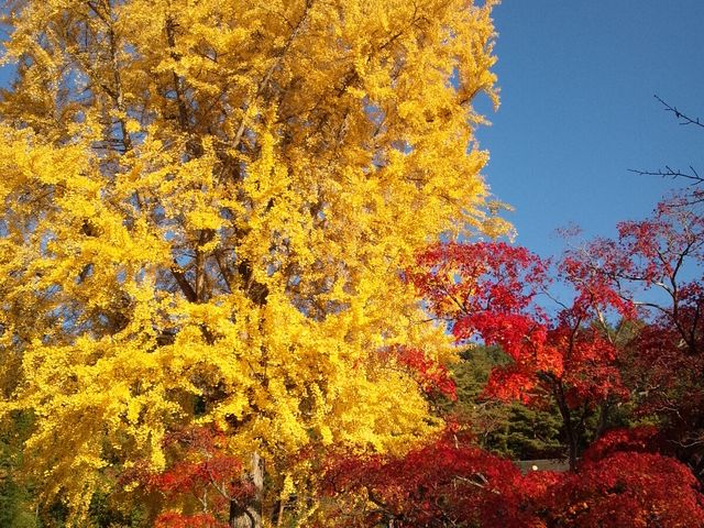 銀杏は遠くからも目立ちます。_長福寺の大銀杏