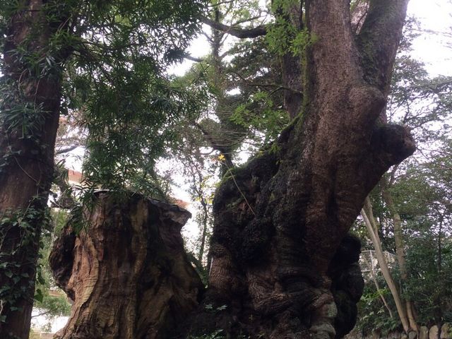 樹齢二千年以上とだけあって、壮大で素晴らしかったです。_来宮神社の大楠