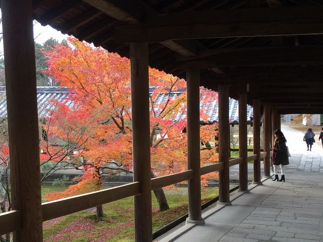 残り紅葉 心を奪う一点の美_東福寺