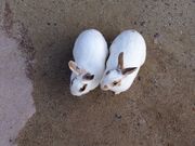 めいと18さんの愛知牧場の投稿写真2