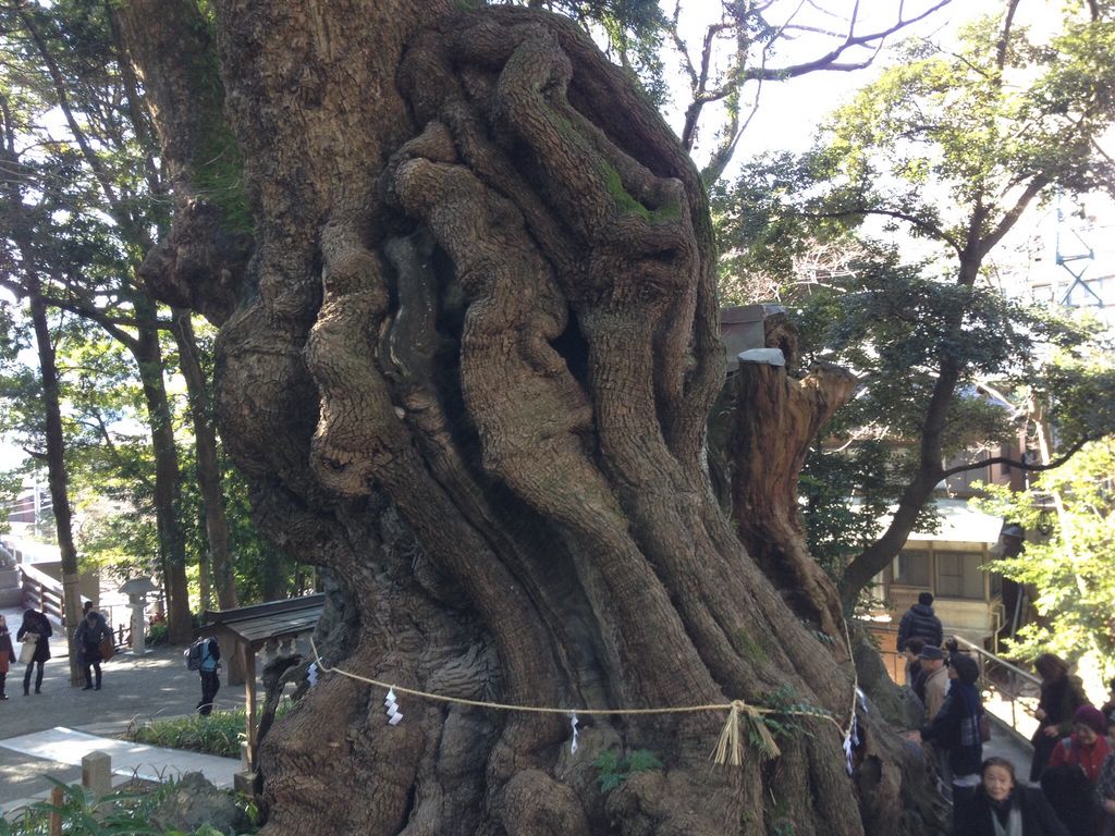 来宮神社の大楠