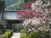 ニコちゃんさんの浄妙寺の投稿写真1