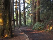 タックさんの箱根旧街道杉並木の投稿写真2