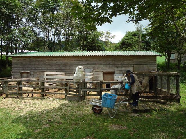 ポニー牧場併設です。_もみの木
