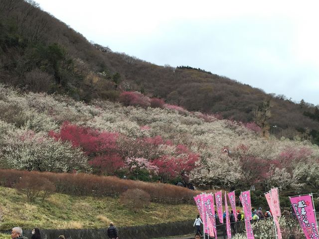 満開の雨煙る湯河原梅林_幕山 湯河原梅林