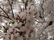 ひまわりさんの東雲公園の投稿写真1