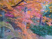 みほさんの養老の滝の投稿写真1