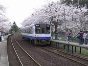 福草さんの能登さくら駅の桜の投稿写真1