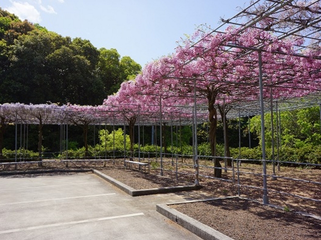 駐車場からの藤の花_藤尾八幡神社の藤