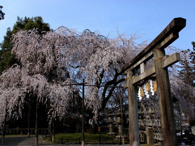 大石桜満開〜♪_大石神社