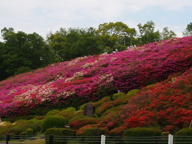 鮮やかです_小室山公園のつつじ