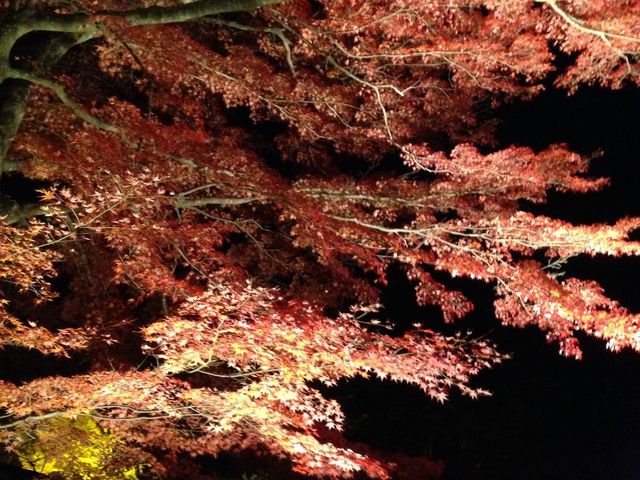 見事です。_岩屋堂公園