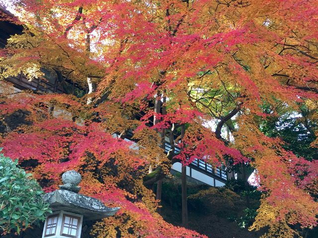 紅葉_金刀比羅宮