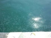 しほさんの天売島の投稿写真4