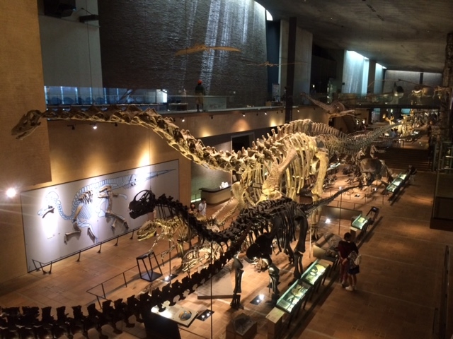 展示物も多く、みごたえあり!!
子供も興奮しながらみてました。_北九州市立いのちのたび博物館