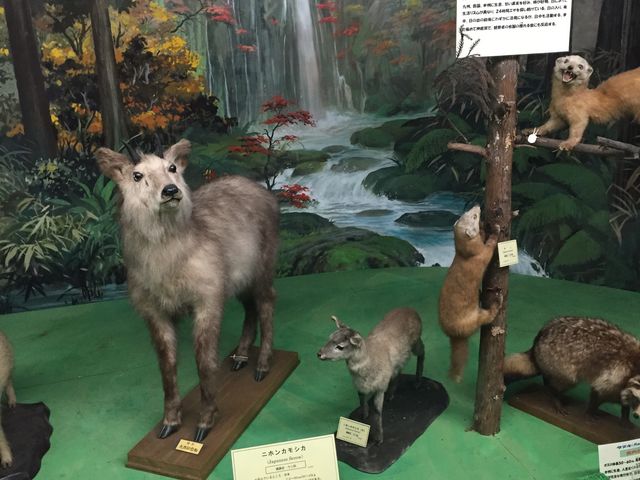 じっくり見てしまうほどの標本_つやま自然のふしぎ館