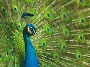 すものさんの桐生が岡動物園の投稿写真1