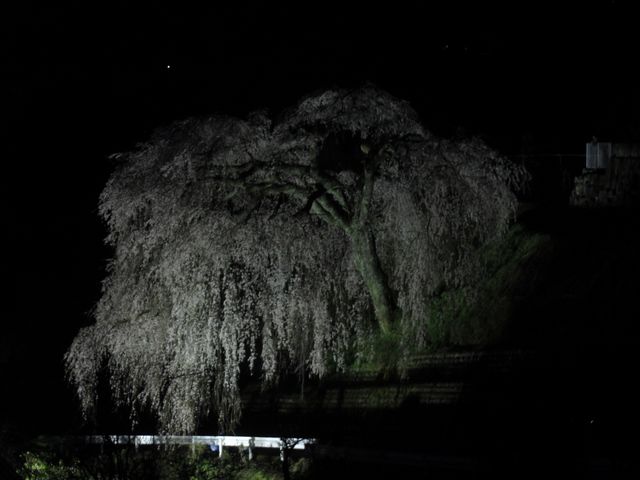ライトアップ時。_四美のしだれ桜
