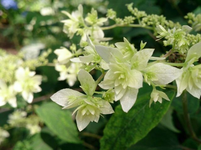 小さな紫陽花。_そば道場