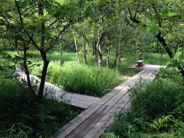 箱根湿生花園