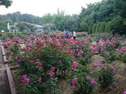 kimiyさんの智光山公園の投稿写真1