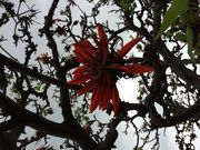 tuch7さんのデイゴの投稿写真2