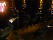 fit3000さんのリバーサイドホテル 山水館の投稿写真3