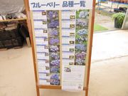 50代のスノーボードおじさんさんのブルーベリー狩りの投稿写真1