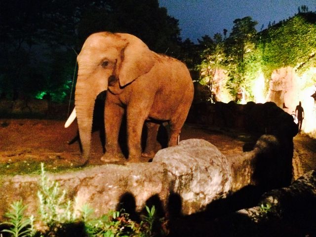夜のゾウも活動的_八木山動物公園フジサキの杜(仙台市八木山動物公園)
