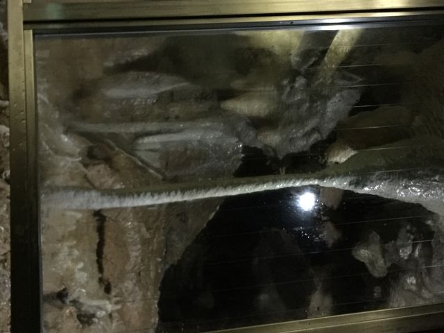 縦の写真が横になっちゃったけど上下1本に繋がった
世界でも珍しい鍾乳石みたいです_当麻鐘乳洞
