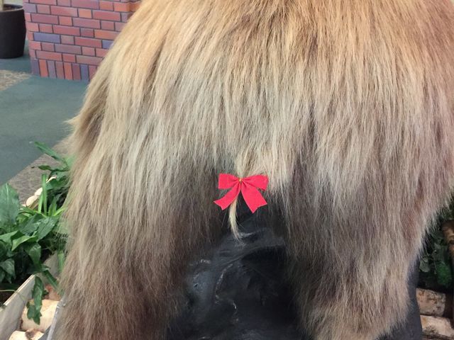 ロビーのクマの剥製のクマの尻尾にリボンがぁー
可愛い♡展望台温泉気持ち良かったです_ホテル大雪