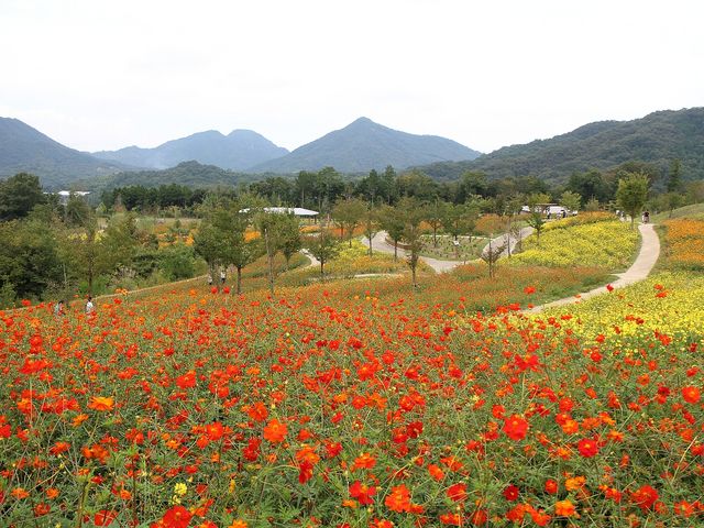 20150921キバナコスモス_国営讃岐まんのう公園