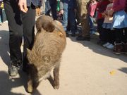 FSさんの福知山市動物園の投稿写真1