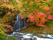 チリンさんの中野もみじ山の紅葉の投稿写真1
