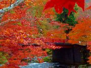 チリンさんの中野もみじ山の紅葉の投稿写真3