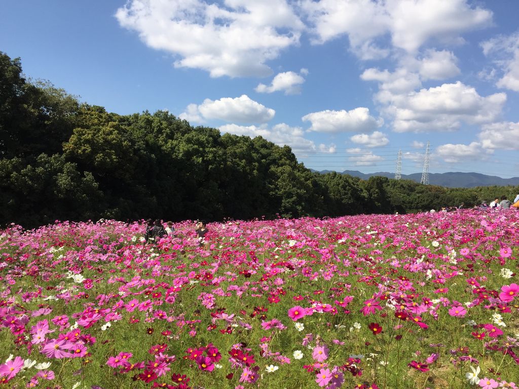 万博記念公園