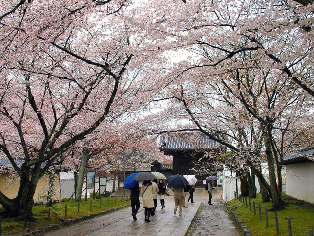 醍醐寺の桜_醍醐寺